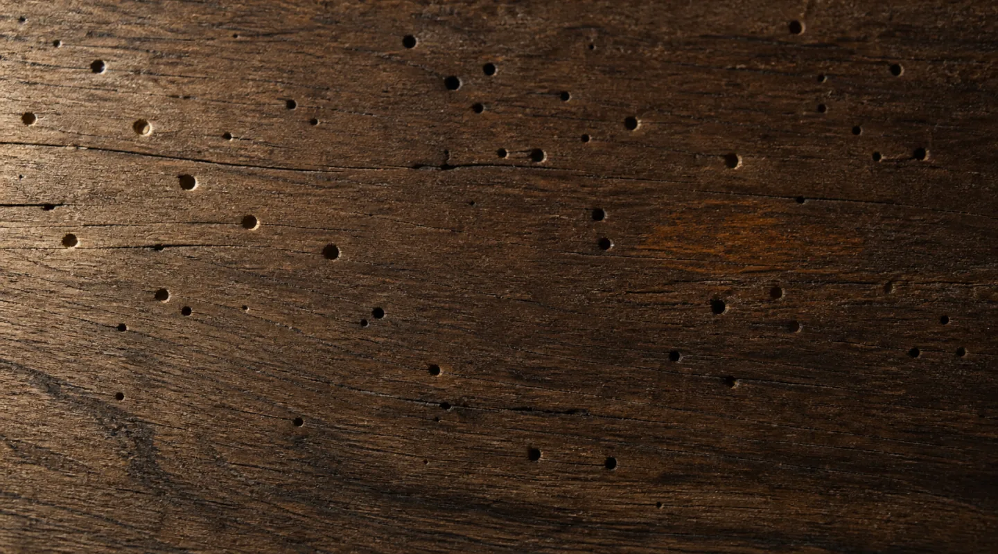Superficie di legno antico costellata di piccoli fori di sfarfallamento, rivelati da una luce radente